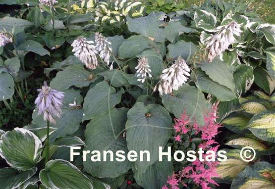 Hosta Regal Ruffles